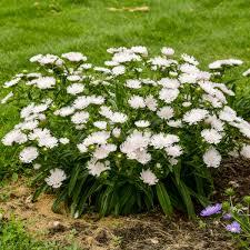 Stokesia laevis Totally Stoked™ Whitecaps