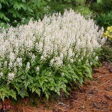 Tiarella Cutting Edge