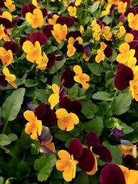 Viola cornuta Penny™ Orange Jump-up