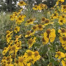 Helenium autumnale 