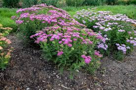Achillea Firefly Fuchsia