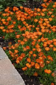 Delosperma Ocean Sunset™ Orange Vibe