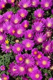 Delosperma Ocean Sunset™ Violet