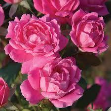 Rosa Knock Out® Double