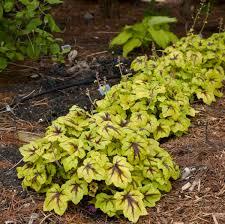 Heucherella Catching Fire