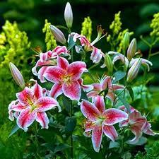 Lilium Star Gazer