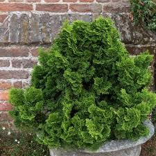 Chamaecyparis obtusa Nana