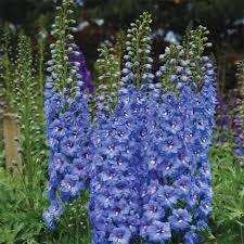 Delphinium elatum New Millennium™ Blue Lace
