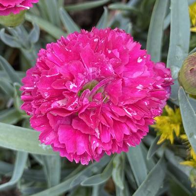 Dianthus Fruit Punch® Funky Fuchsia