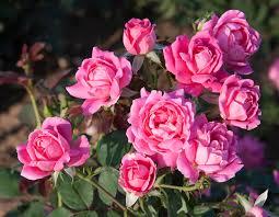 Rosa Knock Out® Pink Double