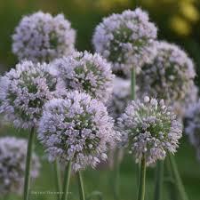 Allium Bobblehead