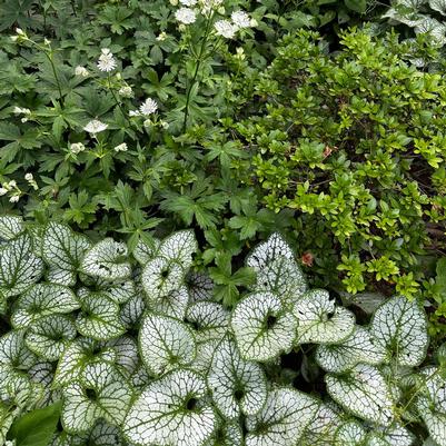 Brunnera macrophylla Silver Heart