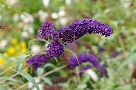 Buddleia davidii Black Knight