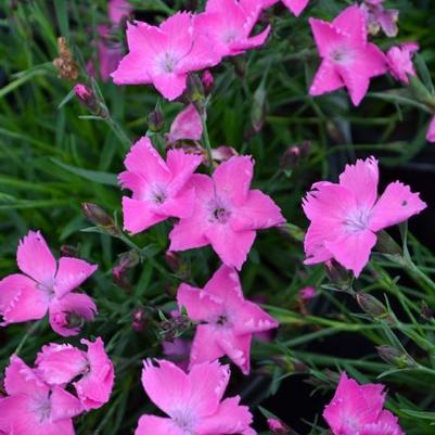 Dianthus Beauties® Kahori Pink