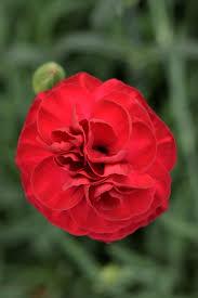 Dianthus Scent First® Passion