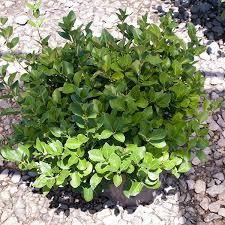 Euonymus kiautschovicus Manhattan