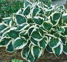 Hosta Minuteman