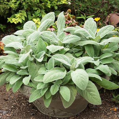 Stachys byzantina Helene von Stein