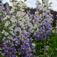 Baptisia Lunar Eclipse