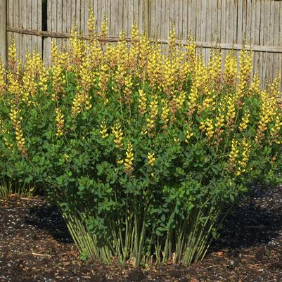 Baptisia Prairieblues™ Solar Flare