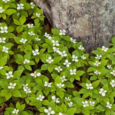 Cornus canadensis 