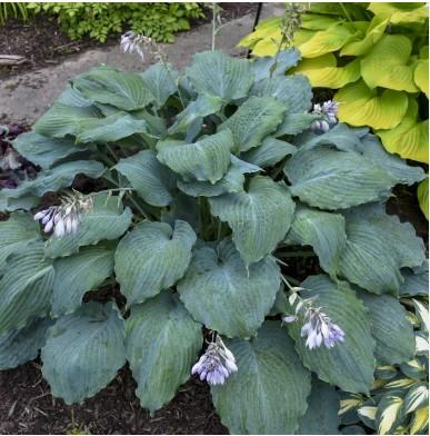 Hosta Shadowland® Diamond Lake