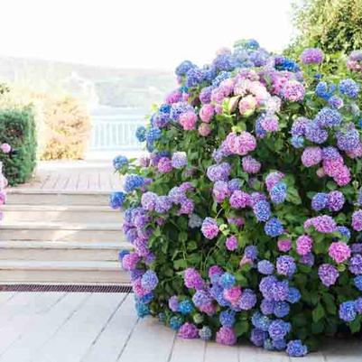 Hydrangea macrophylla Wee Bit Grumpy® 
