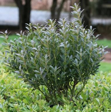 Ilex glabra Densa