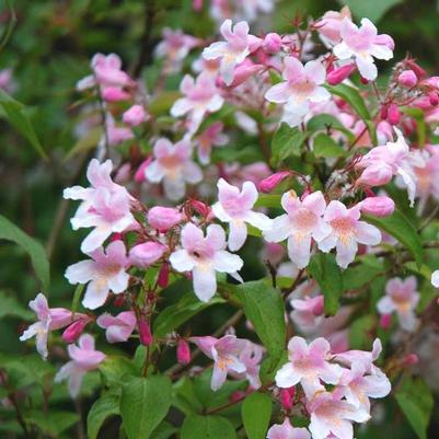 Kolkwitzia amabilis Pink Cloud