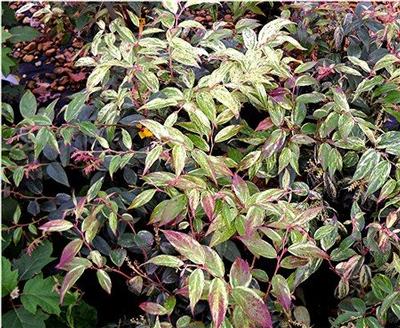 Leucothoe fontanesiana Girard's Rainbow