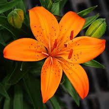 Lilium FantAsiatic Orange