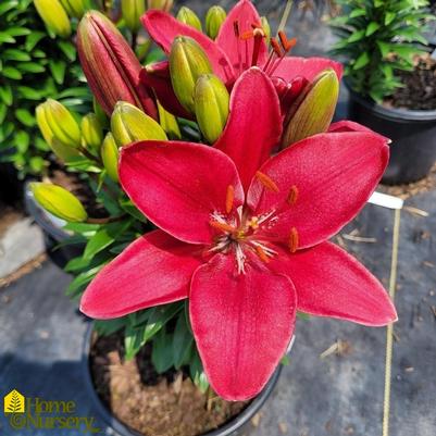 Lilium FantAsiatic Raspberry