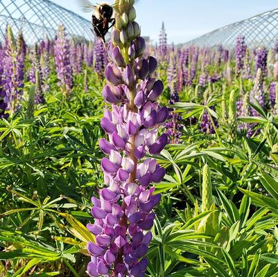 Lupinus polyphyllus Gallery Blue