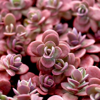 Sedum Sunsparkler® Firecracker