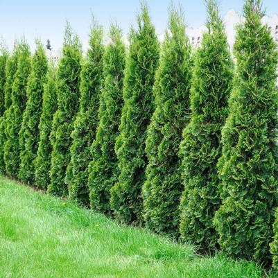 Thuja occidentalis Degroot's Spire