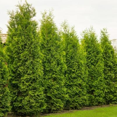 Thuja occidentalis Nigra
