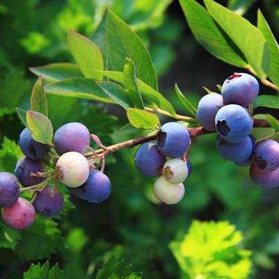 Vaccinium angustifolium 