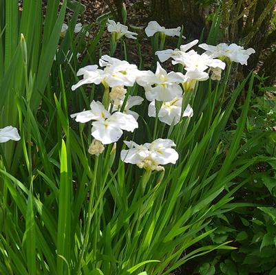 Iris ensata Moonlight Waves