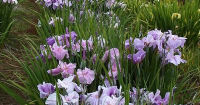 Iris ensata Pinkerton