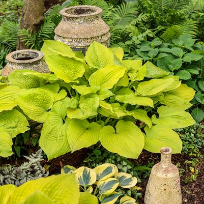 Hosta Shadowland® Coast to Coast