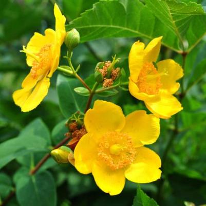 Hypericum Hidcote