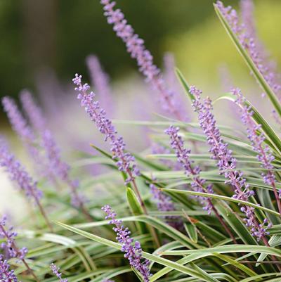 Liriope spicata 