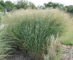 GR-Panicum v. Cloud Nine 