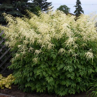 Aruncus dioicus 