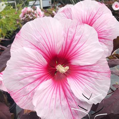 Hibiscus Dark Mystery