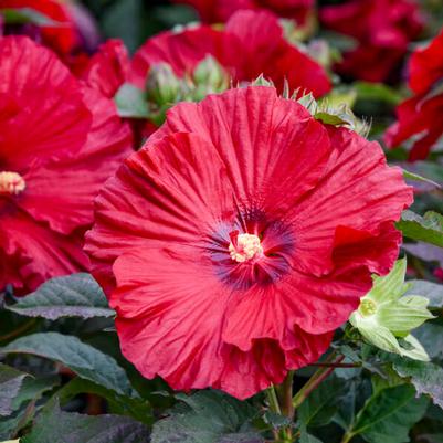 Hibiscus Summerific® Garnet Globes