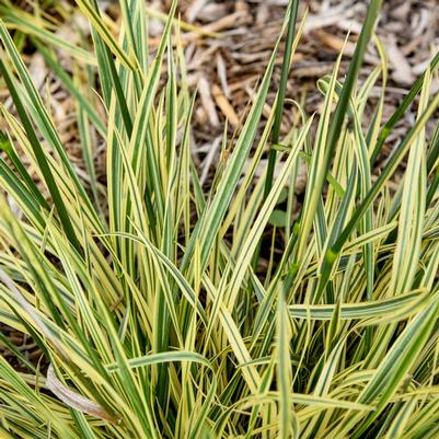 Festuca arundinacea Perfect Edging