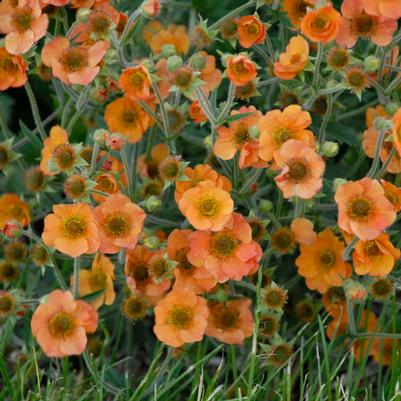 Geum Totally Tangerine