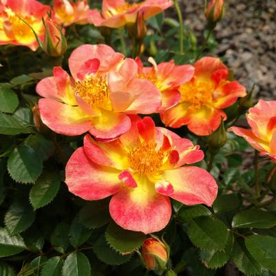 Rosa Oso Easy® Paprika