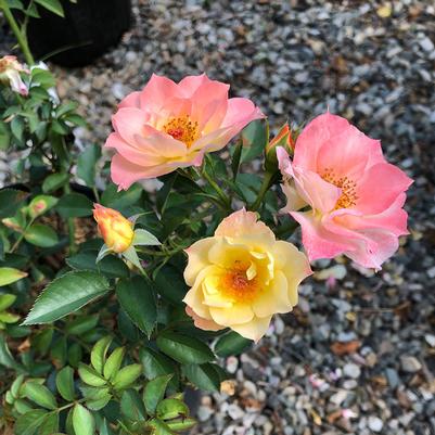 Rosa Oso Easy Italian Ice®